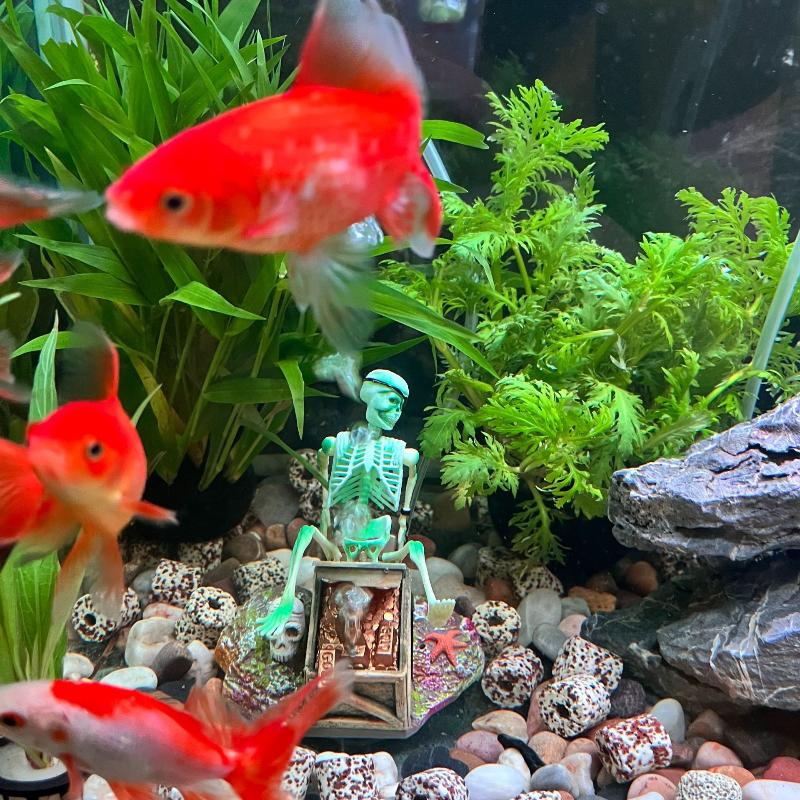 Fish Tank Aerobic Landscape Bu - Aquarium Fish Cartoon recension och pris
