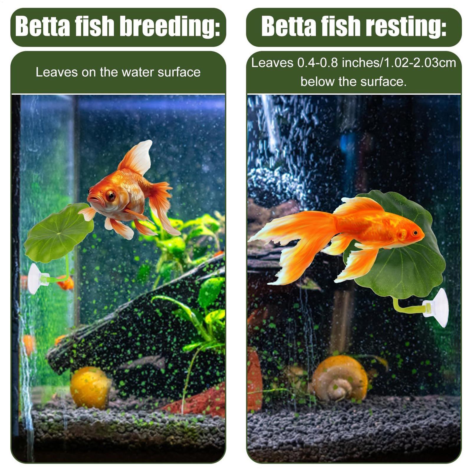 Betta Fish Hammock 5 Pieces Ad - Fish Toy In Aquarium recension och pris