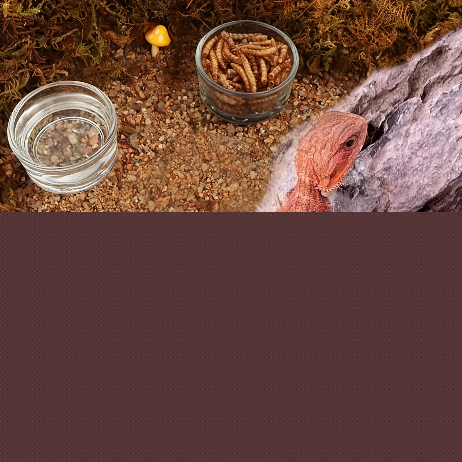 Glass Aquarium Mini Size Shrim - Aquarium Fish Feeder recension och pris