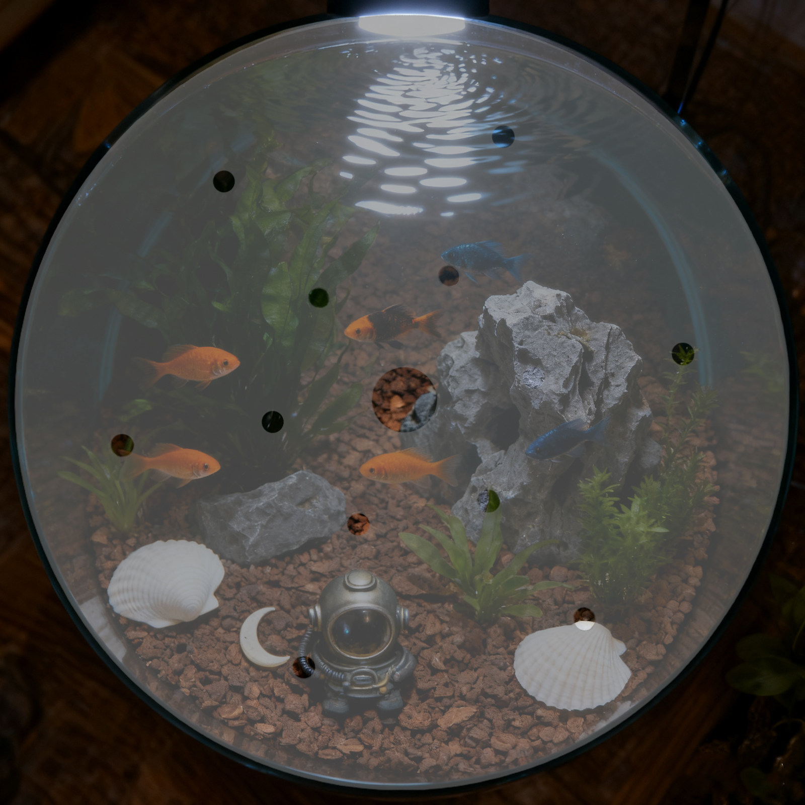 7 Inch Round Acrylic Fish Tank - Aquarium Fish Escape recension och pris